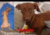 *CACHORRINHA KIARA DESAPARECIDA EM NOVA XAVANTINA MT*