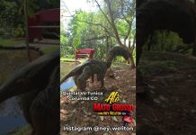 *QUINTAL VÓ TUNICA EM CORUMBÁ DE GOIÁS*