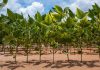 Imea aponta plantio de soja em 75,81% da área de Mato Grosso
