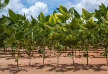 Imea aponta plantio de soja em 75,81% da área de Mato Grosso