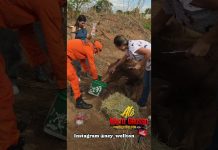 *ANIMAL MACHUCADO É ABANDONADO PELO DONO EM NOVA XAVANTINA MT*