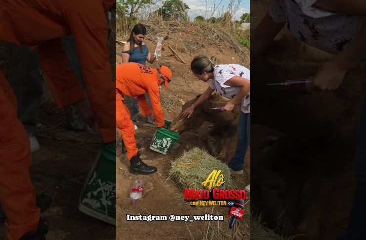 *ANIMAL MACHUCADO É ABANDONADO PELO DONO EM NOVA XAVANTINA MT*
